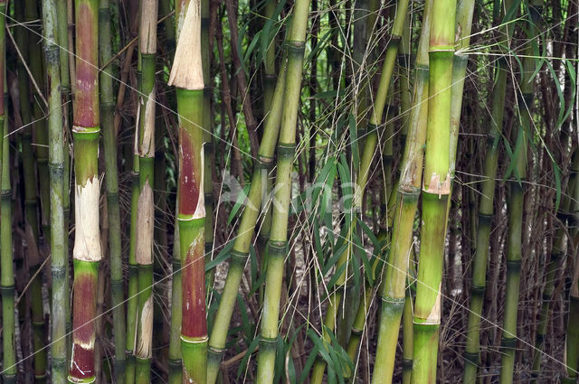 Bamboo (Arundinaria spec.)