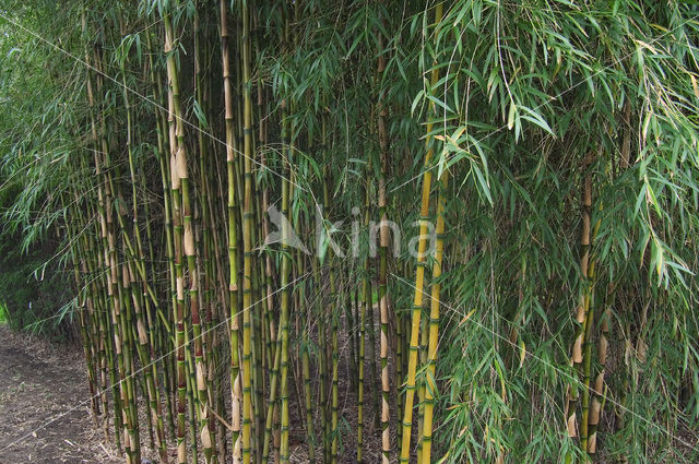 Bamboe spec. (Arundinaria spec.)