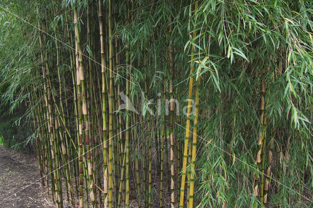 Bamboo (Arundinaria spec.)