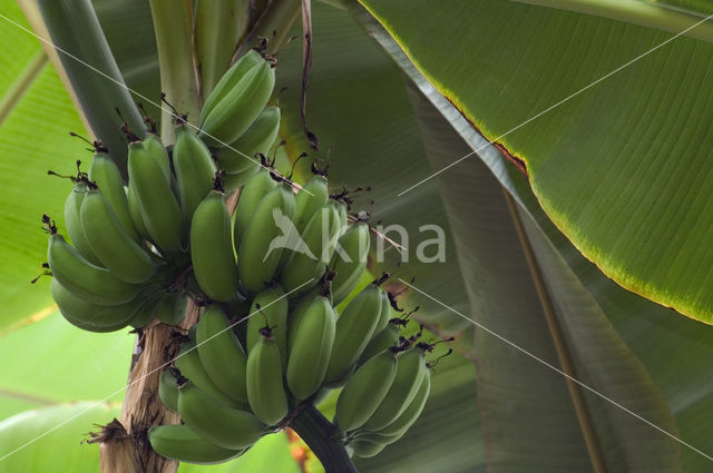 Banaan (Musa zebrina)