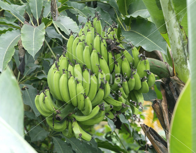 Banaan (Musa spec)