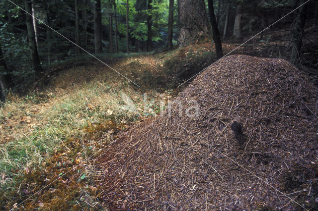 Southern wood ant (Formica rufa)