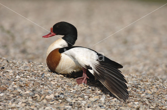 Shelduck (Tadorna tadorna)