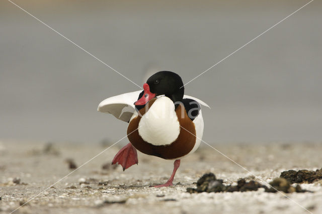Shelduck (Tadorna tadorna)