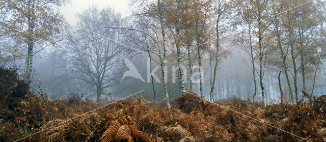 Birch (Betula)