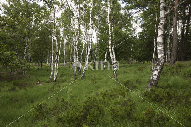 Birch (Betula)