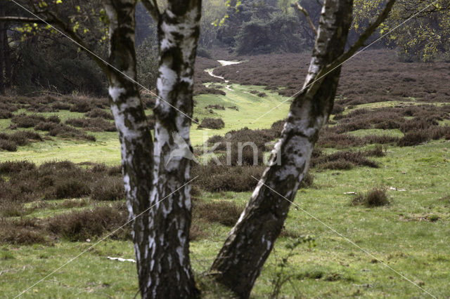 Birch (Betula)