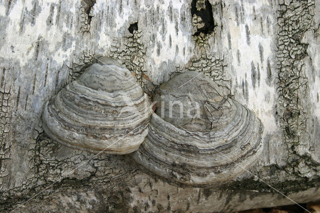 Berkenzwam (Piptoporus betulinus)