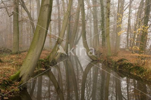 Beech (Fagus sylvatica)