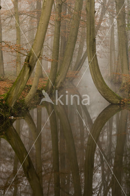 Beuk (Fagus sylvatica)