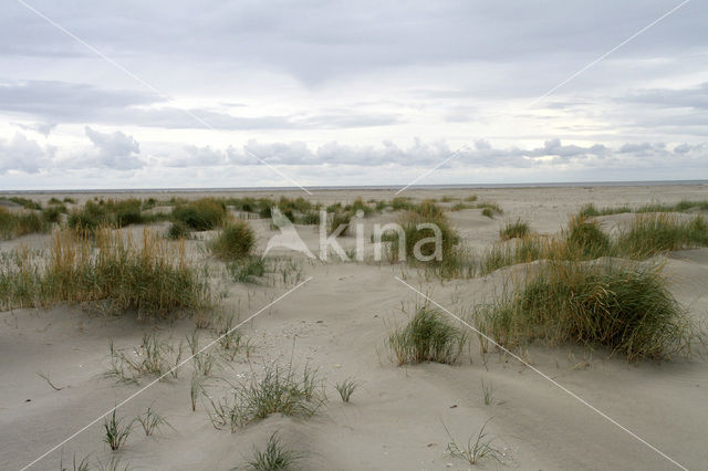 Sand Couch-grass (Elytrigia juncea subsp. boreoatlantica)