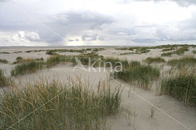 Biestarwegras (Elytrigia juncea subsp. boreoatlantica)