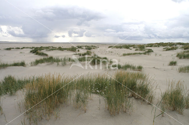 Biestarwegras (Elytrigia juncea subsp. boreoatlantica)