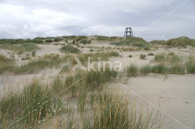 Sand Couch-grass (Elytrigia juncea subsp. boreoatlantica)