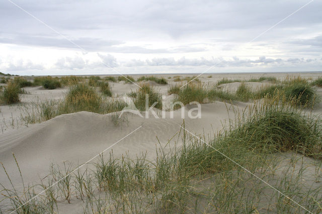 Biestarwegras (Elytrigia juncea subsp. boreoatlantica)