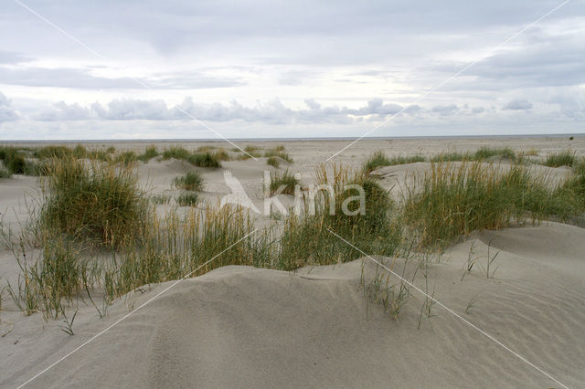Biestarwegras (Elytrigia juncea subsp. boreoatlantica)