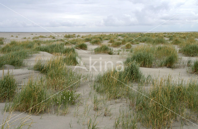 Biestarwegras (Elytrigia juncea subsp. boreoatlantica)