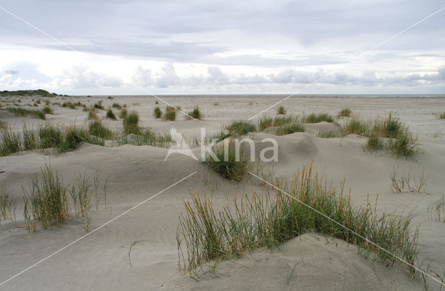 Sand Couch-grass (Elytrigia juncea subsp. boreoatlantica)