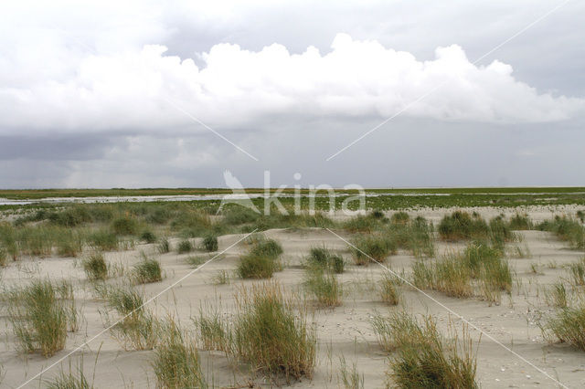 Sand Couch-grass (Elytrigia juncea subsp. boreoatlantica)