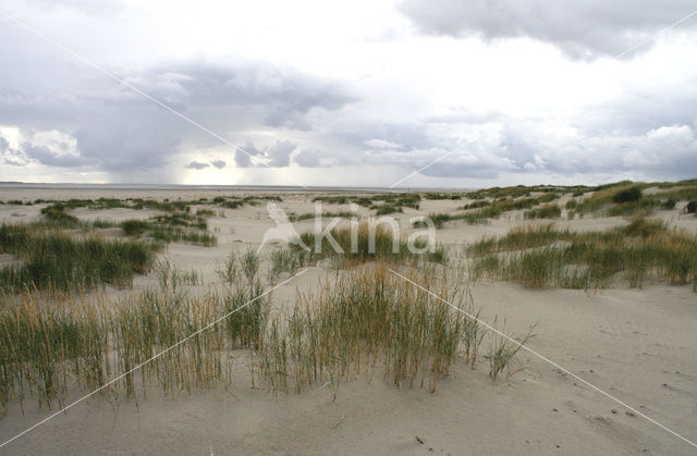 Sand Couch-grass (Elytrigia juncea subsp. boreoatlantica)
