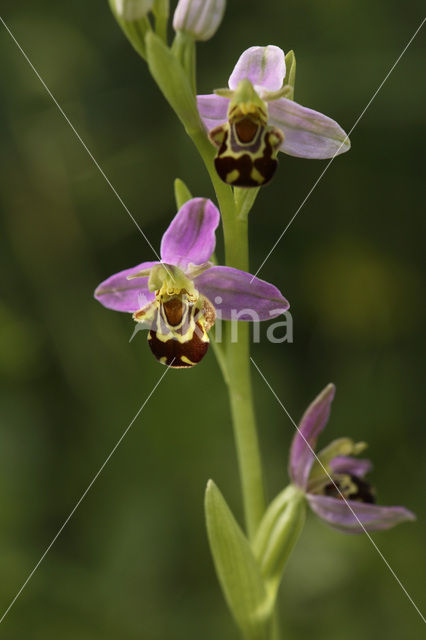 Bee Orchid (Ophrys apifera)