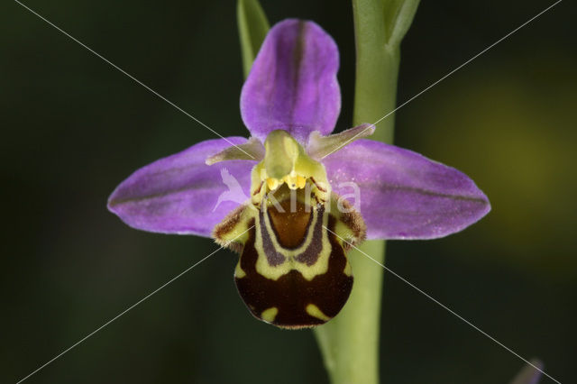 Bee Orchid (Ophrys apifera)