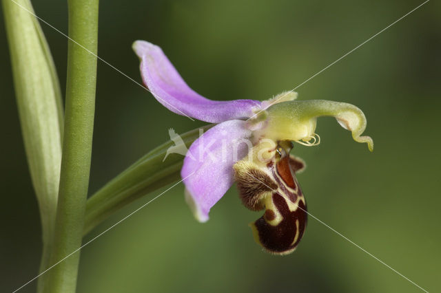 Bee Orchid (Ophrys apifera)