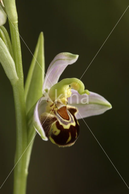 Bee Orchid (Ophrys apifera)