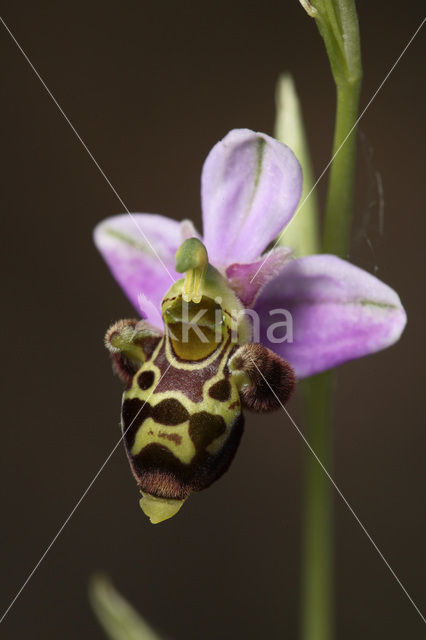 Bijenorchis (Ophrys apifera)