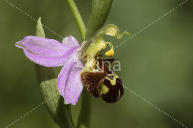 Bee Orchid (Ophrys apifera)