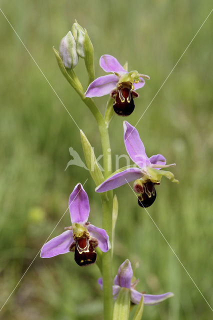 Bee Orchid (Ophrys apifera)