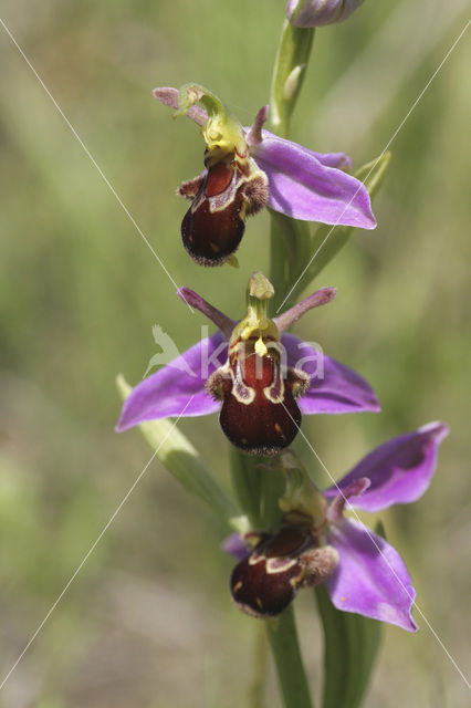 Bee Orchid (Ophrys apifera)