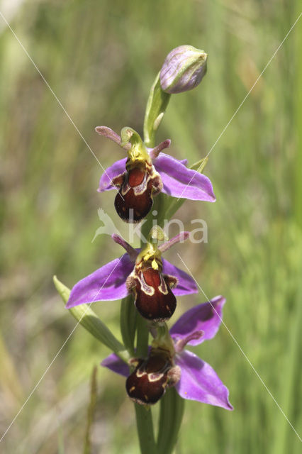 Bijenorchis (Ophrys apifera)