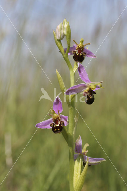 Bijenorchis (Ophrys apifera)