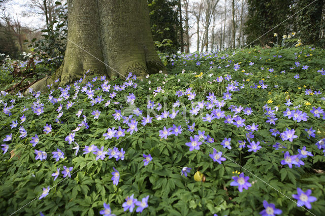 Blauwe bosanemoon (Anemone nemerosa)