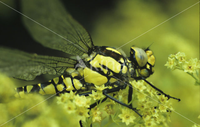 Southern Hawker (Aeshna cyanea)