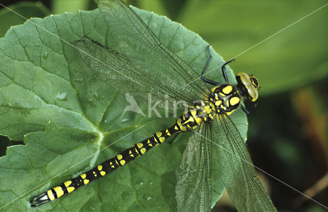 Blauwe glazenmaker (Aeshna cyanea)
