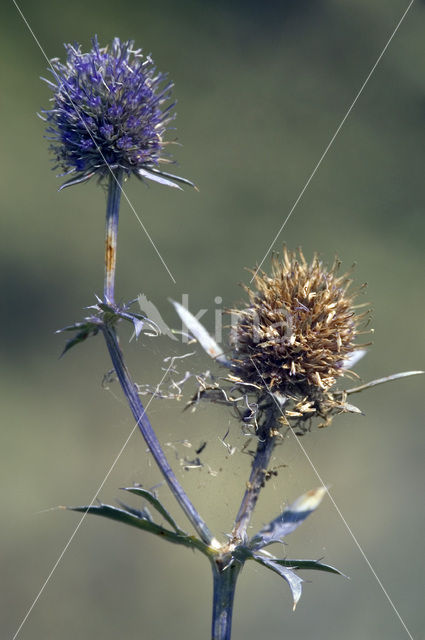 Blauwe kruisdistel (Eryngium planum)