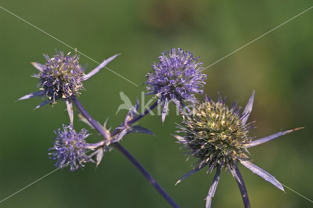 Blauwe kruisdistel (Eryngium planum)