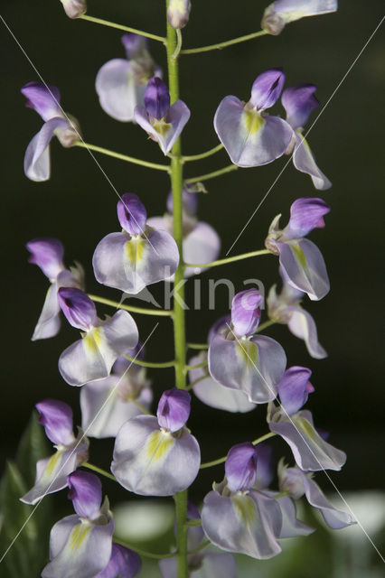 Chinese wisteria (Wisteria sinensis)