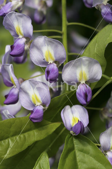 Blauwe regen (Wisteria sinensis)