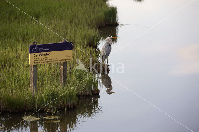 Blauwe Reiger (Ardea cinerea)