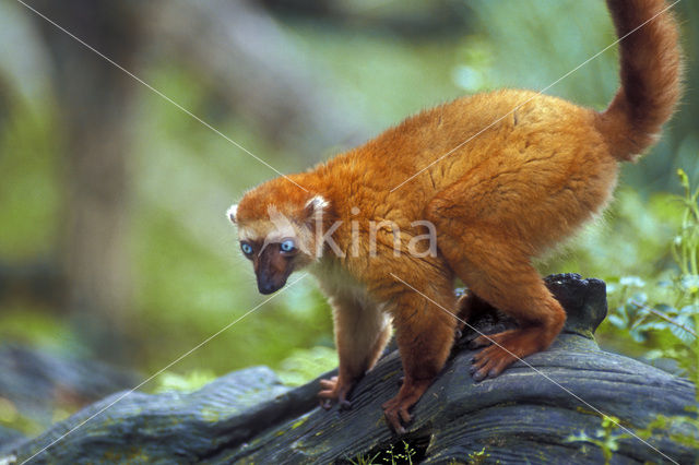 blauwoog maki (Eulemur macaco flavifrons)