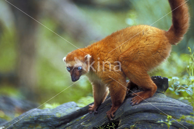 Blue-eyed black lemur (Eulemur macaco flavifrons)