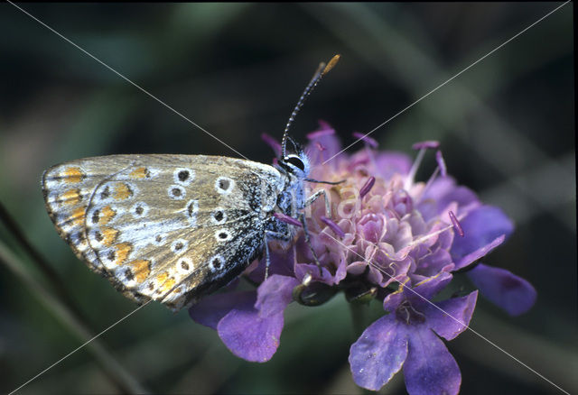 Blauwtje sp.