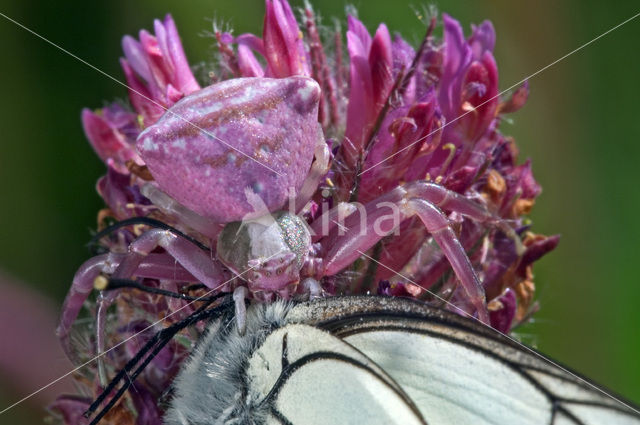 crab spider (Thomisus onustus)
