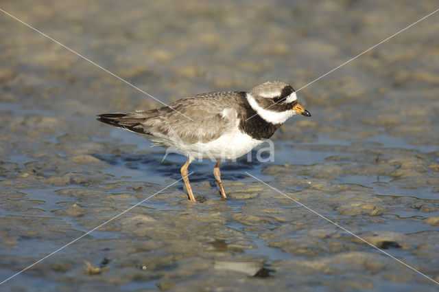 Bontbekplevier (Charadrius hiaticula)