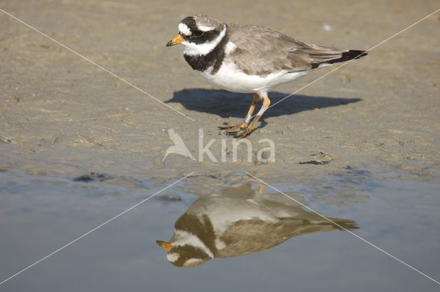 Bontbekplevier (Charadrius hiaticula)