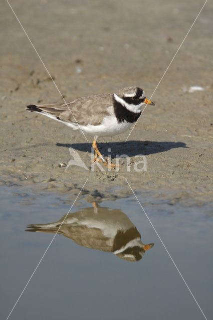 Bontbekplevier (Charadrius hiaticula)