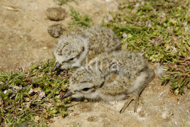 Bontbekplevier (Charadrius hiaticula)